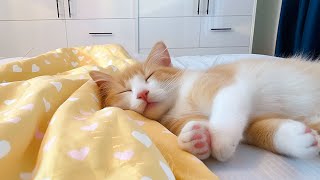 Sweet Dream with Cat Sleep Music  Music for Cats to Fall Into Deep Sleep Cat Calm Healing Music [upl. by Anayit]