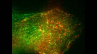 Multiple CaMKII Binding Modes to the Actin Cytoskeleton Revealed by Single Molecule Imaging [upl. by Naga267]