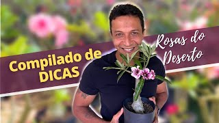 Rosas do Deserto vídeos OBRIGATÓRIOS para você assistir [upl. by Corydon523]