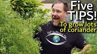 5 Tips How to Grow a Ton of Coriander or Cilantro in ContainerGarden Bed [upl. by Lutero815]