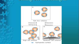 Ammonium sulphate precipitation of Protein [upl. by Ahsiea]