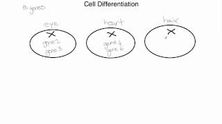 IB Biology 218 Cell Differentiation [upl. by Aufa997]