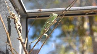 Sexy Dancing Chameleons [upl. by Josephina]