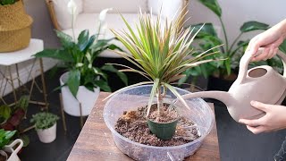 Dracaena Marginata Dragon Tree Care And Growing Guide  Plant Mom Care [upl. by Niven]