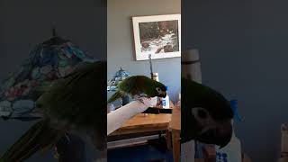 Little parrot hahns macaw gives a few quotbopsquot and then exits the party 🤣❤ hansmacaw [upl. by Astred332]