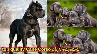 top quality Cane Corso Puppies for sale in telugu92987 07007 aj pets [upl. by Ahmad445]