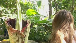 Como Park Zoo amp Conservatorys Corpse Flower is in bloom [upl. by Oisorbma]