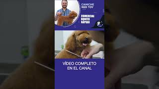 Corte asiático para un caniche toy rojo precioso usando máquina y tijeras de peluquería canina [upl. by Sihtnyc]