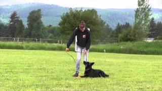 Obedience Training German Shepherd Puppy For Sale [upl. by Lalib]