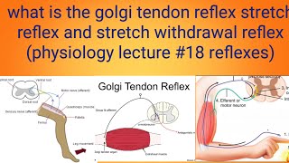 reflexesphysiology lecture 17 [upl. by Ernst]