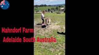 Hahndorf Farm Adelaide South Australia 💥💥😊 [upl. by Enelram360]