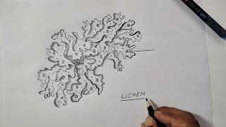 Lichen diagram for class 11 Biology [upl. by Erlin]