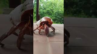 Caribbean Hermit Crab Coenobita Clypeatus youtubeshorts shortsvideo shorts [upl. by Roma790]