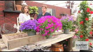 Commercial Grower Tips amp Benefits Senetti Pericallis [upl. by Jordison]