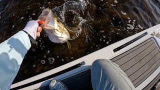 Topwater Snook Fishing Sanibel Island FL  LIVEwatersports L4 Paddleboard [upl. by Aitnyc]