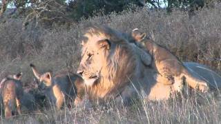 Male lion playing with cubs at Shamwari [upl. by Dinnie]