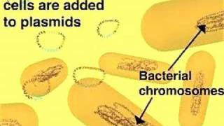 Cloning in a Plasmid Vector [upl. by Ardnak83]