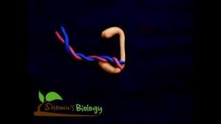 Topoisomerase i animation [upl. by Portugal]