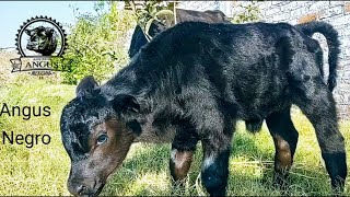 Nuevo nacimiento de becerro Angus [upl. by Eignat939]