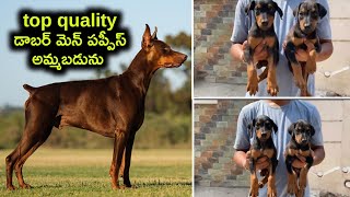 top quality Doberman puppies for sale in telugu81792 31142 aj pets [upl. by Gustave]