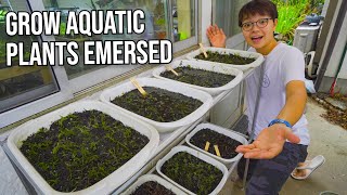 Setting Up Emersed Aquatic Plant Farm [upl. by Eran]