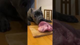 Heart stealer 💥 shorts tiktok canecorso guarddog italianmastiff youtubeshorts [upl. by Nosreg]