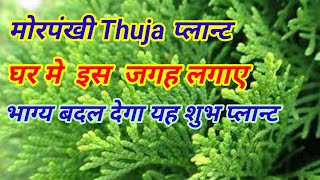 How to Grow Thuja Plant  Care Morpankhi Plant मोरपंखी प्लान्ट की देखभाल व रिपोटिंग का तरीका [upl. by Ahsil501]