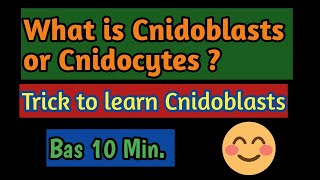 PhylumCoelentrata What is the function of Cnidoblasts Meaning of Cnidoblasts what is Cnidocytes [upl. by Luhey]