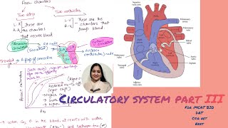 Circulatory system part 3 flow of blood vasoconstriction vs vasodilation hemoglobin curve [upl. by Catarina]