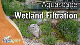 Wetland Filtration [upl. by Elliott154]