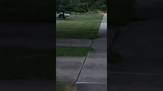 Evening Walk Surprise Skunk Family Encounter [upl. by Sanborn524]