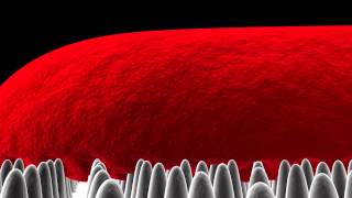 Biophysical model of the cicada wing nanopillar  Bacterial cell interactions [upl. by Alenoel119]