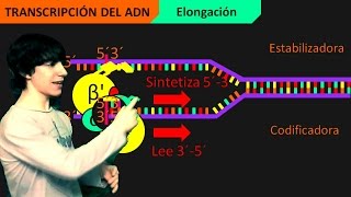 Transcripción del ADN Paso a Paso [upl. by Rik]