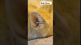 Meet the adorable Fennec fox 🦊animals cuteness shortvideos shorts fypシ゚viral [upl. by Elvyn246]