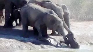 Herd Of Elephants Rescues A Calf  So Beautiful  Latest Sightings [upl. by Placida]