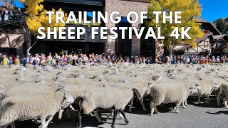 Trailing of the Sheep Festival  Ketchum Idaho  Big Sheep Parade [upl. by Ellatsyrc]