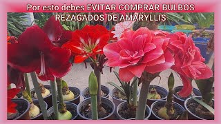 Por esto debes EVITAR COMPRAR BULBOS REZAGADOS DE AMARYLLIS hippeastrum amarilis plantas flores [upl. by Yard986]