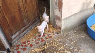 Mes bébés Dogue Argentin [upl. by Pamella]