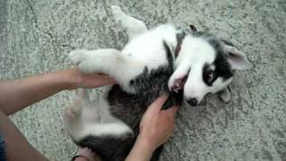 Extremely cute Siberian Husky puppy [upl. by Cann]