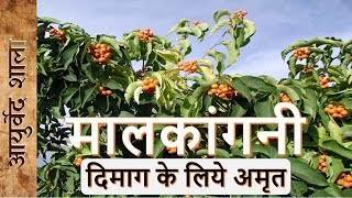 Malkangni ke fayde aur upyog  celastrus benefits  Ayurved shala [upl. by Plante54]