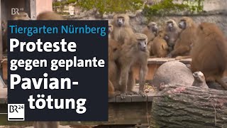 Geplante PavianTötungen am Nürnberger Tiergarten Proteste und drei Übernahmeanfragen  BR24 [upl. by Yramesor]