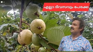 പേരക്കയുടെ ഉപയോഗങ്ങളും ഗുണങ്ങളും Guava Farming Benefits of guava fruit VillageFruitsChannel [upl. by Bander]