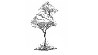 Pen Sketch Tutorial How to Draw a Tree [upl. by Omero]