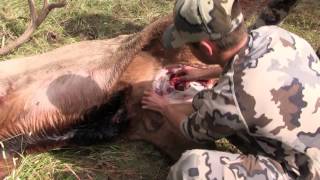 Elk Hunting How to Gut an Elk Part 1 [upl. by Attenyl]