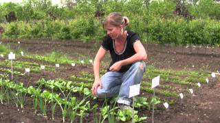 How to Grow Radishes from Seed  Gurneys Video [upl. by Cordier]