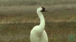 Aransas National Wildlife Refuge  Postcard From Texas [upl. by Musihc]