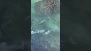 IndoPacific Humpback Dolphins surfing onto an intertidal reef while hunting animalvideos [upl. by Akinyt]