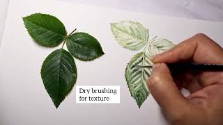 Tutorial  Realistic Rose Leaf with Watercolours [upl. by Aronas]