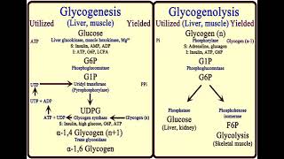 3 Carbohydrates Glycogen Metabolism شرح بالعربي [upl. by Arbma]