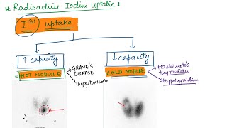 Thyroid Function Tests  Endocrine Physiology [upl. by Lewie442]